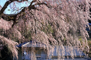 Sunlit Weeping Cherry Blossoms Cascading Over a Traditional Roof