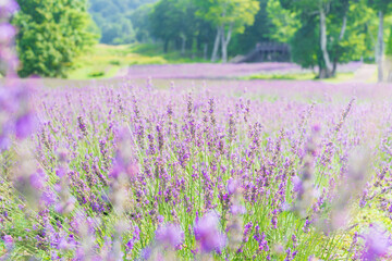 広大なラベンダー畑