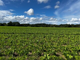 Arable fields in Staffordshire, UK