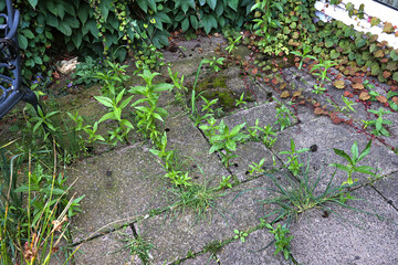 Patio overgrown with weeds and climbers