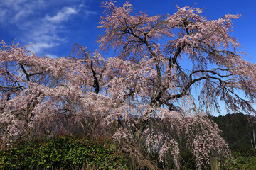 Blooming Weeping Cherry Tree Against a Clear Blue Sky