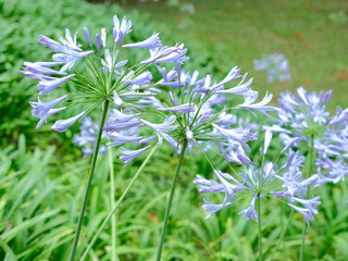 Agapanthus (African Lily), a plant native to Southern Africa with its blue flowers and green stem 