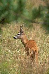 Male roe deer portrait (Roe buck - Capreolus capreolus) standing in a summer field. Alps, Italy.