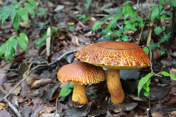 山道に自生している茸