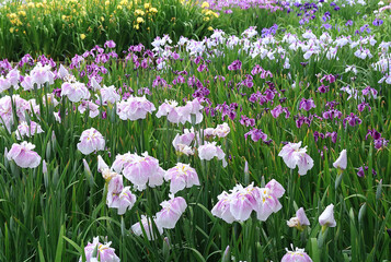 Vibrant Field of Blooming Irises in Various Shades of Purple and White