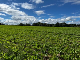 Fototapeta premium Arable fields in Staffordshire, UK