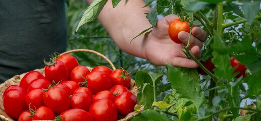 a male farmer holds tomatoes in his hands. Selective focus