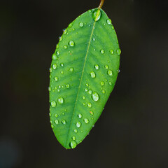 Blatt mit Regentropfen