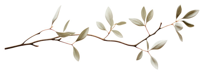 Fototapeta premium PNG Plant leaf tree freshness.