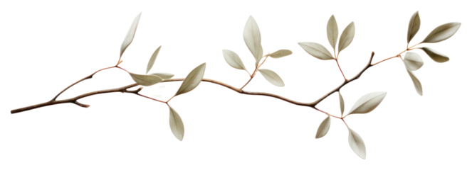 PNG Plant leaf tree freshness.