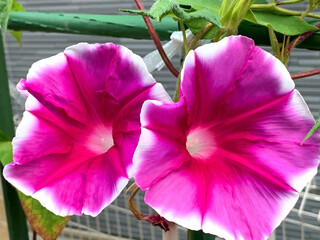Bright Pink Morning Glories in Full Bloom Against a Green Background
