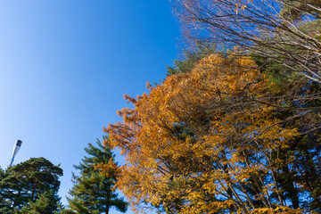 紅葉した森の景色