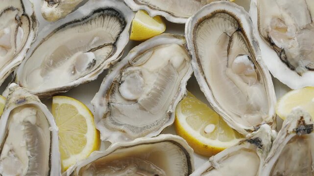 Fresh raw edible oysters, popular shellfish seafood close-up. Mollusk marine oysters.
