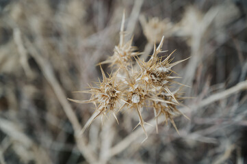 A dried thistle flower in the countryside . close-up