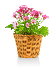 Pink flowers with green leaves in rustic wicker pot. Home and garden decoration. Flower isolated on white background.