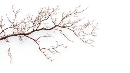 Fototapeta premium A Single Branch of a Bare Tree with Twigs on a White Background