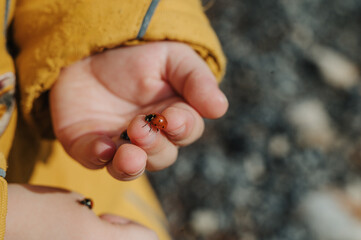 ladybug on a palm of the child, With a love of nature, care of insects