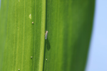 A small insect, leafhopper on a corn leaf. Macrosteles laevis species.