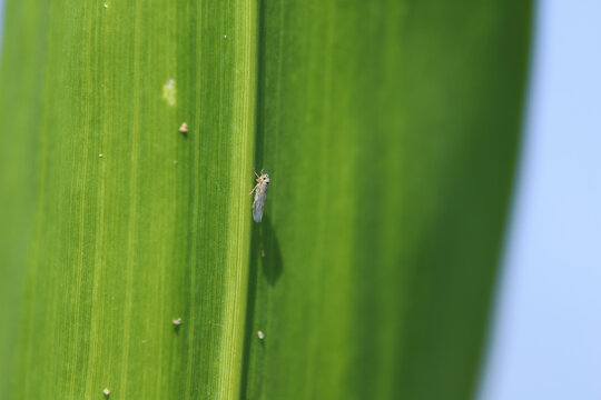 A small insect, leafhopper on a corn leaf. Macrosteles laevis species.