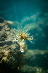Seeanemone schwimmt 