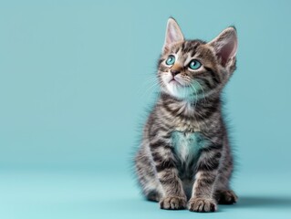 Obraz premium A cute Manx kitten sitting on a solid pastel blueg 263 cat, kitten, animal, pet, domestic, isolated, feline, fur, white, cute, pets, kitty, portrait, mammal, looking, tabby, young, sitting, animals, 