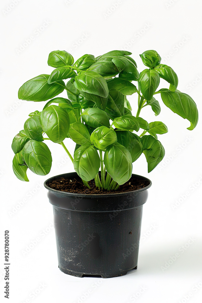 Wall mural basil in the pot isolated on transparent background