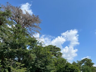 Fototapeta premium sky and tree