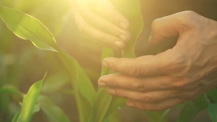hands corn. the farmer's hands touch the leaves of young corn. corn leaves business concept. a farmer inspecting the leaves of an agricultural plant for lifestyle pest damage