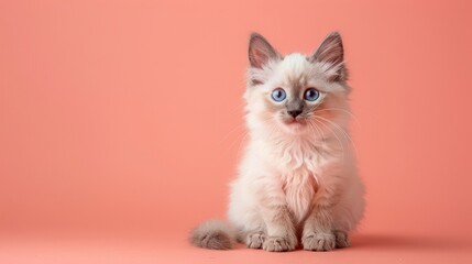 A cute Ragdoll kitten sitting on a solid pastel pe  146 cat, kitten, animal, pet, feline, domestic, isolated, fur, pets, cute, kitty, white, animals, mammal, small, portrait, young, baby, adorable, fl