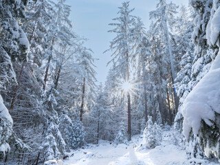 winter in the forest Bäume im Schnee