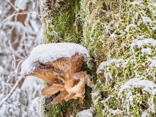 Baumpilz im Winter mit Schneekappe