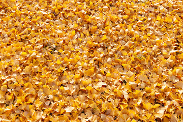 イチョウの落ち葉