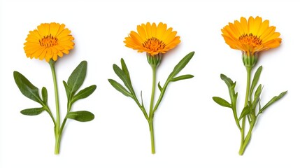 Three orange flowers are shown in a row