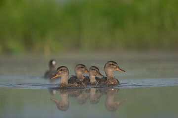 Kaczki cyranki pływające po rozlewisku © M