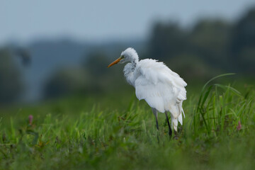 Młoda czapla biała z napuszonymi piórami