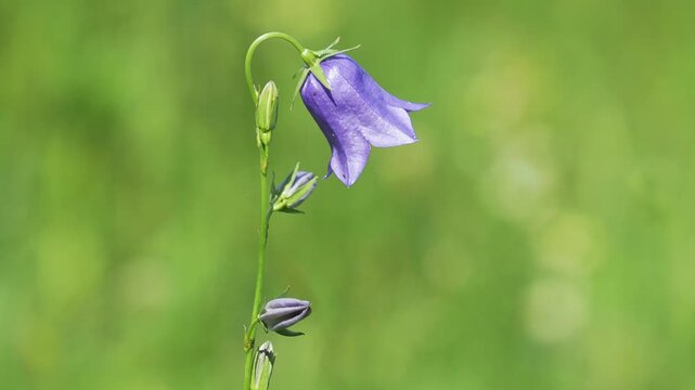 Purple flowers of peach-leaved bellflower on a meadow, Campanula persicifolia, and wild bee feeding