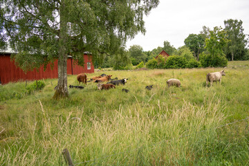 Rinder auf einer Wiese. Bauernhof in Schweden