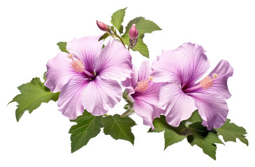 PNG Hibiscus syriacus blossom flower plant.