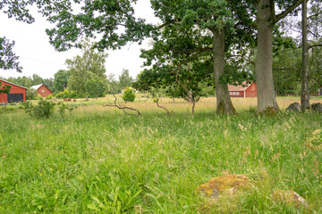 Wiese mit hohem Gras und Bäume