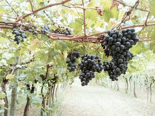bunch of grapes