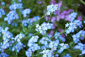 Blue forget me not flowers, spring flowering season. Floral background