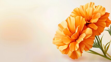 A close up of two orange flowers with a white background