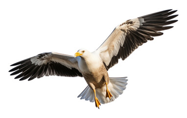 Obraz premium PNG Kelp gull bird flying vulture animal.