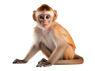 a monkey sitting on the floor
