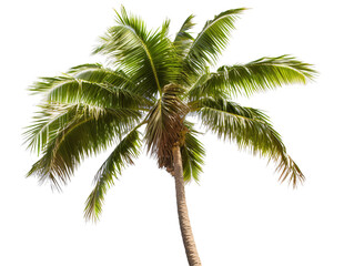 a palm tree with green leaves
