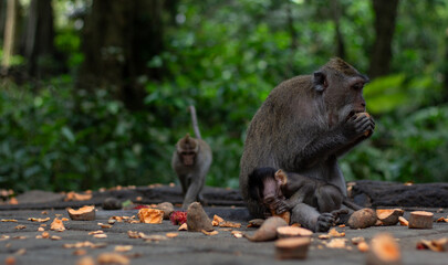 A Family of Monkeys Happily Feeding Together in a Lush Green Environment