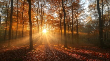 Obraz premium autumn Forest Sunset with Sun Rays Peeking Through Trees