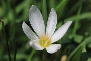 Fototapeta premium 白いタマスダレの花