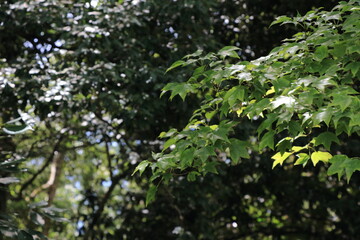 夏の日差しに輝く木々の緑
