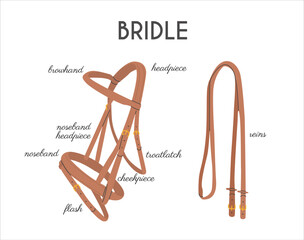 Western and English Bridle Parts. Infographic banner with detailed names. Equestrian tack. Equine sports informational poster. Vector illustration colored flat hand drawn style.